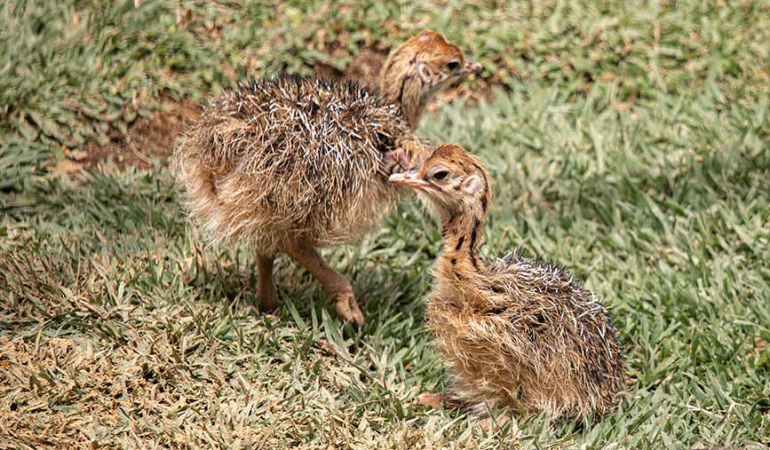 Nacen avestruces en el Bioparque Ukumarí